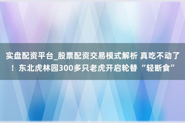 实盘配资平台_股票配资交易模式解析 真吃不动了！东北虎林园300多只老虎开启轮替 “轻断食”