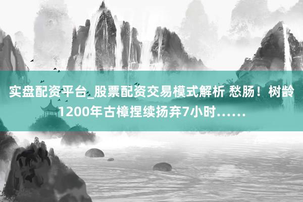实盘配资平台_股票配资交易模式解析 愁肠！树龄1200年古樟捏续扬弃7小时……